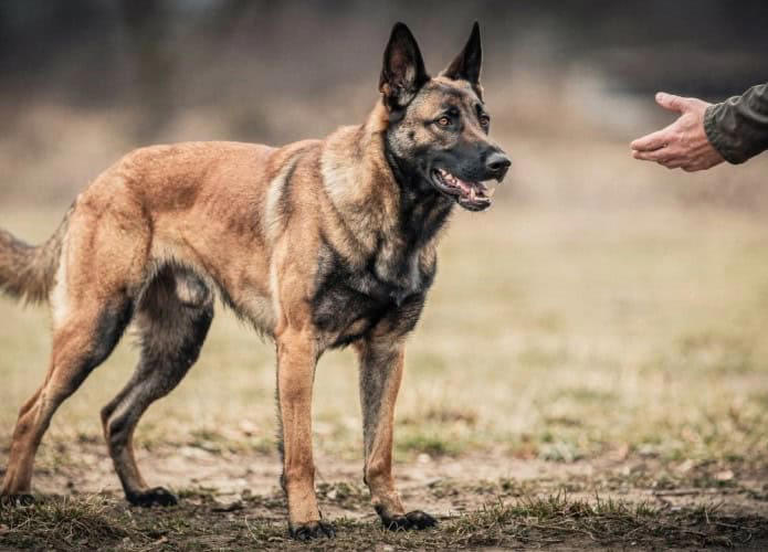 Estudo com mais de mil cães identifica diferenças de inteligência entre raças